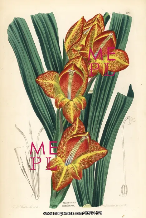 : Parrot gladiolus, Gladiolus dalenii : Parrot gladiolus, Gladiolus dalenii
