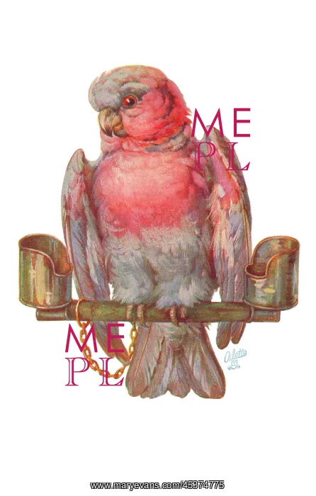 : Parrot on a perch : Parrot on a perch