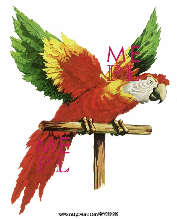  : Parrot on its Perch