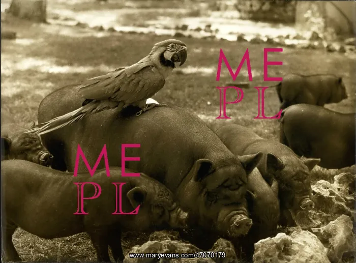 : Parrot and pigs - an unlikely combination! : Parrot and pigs - an unlikely combination!