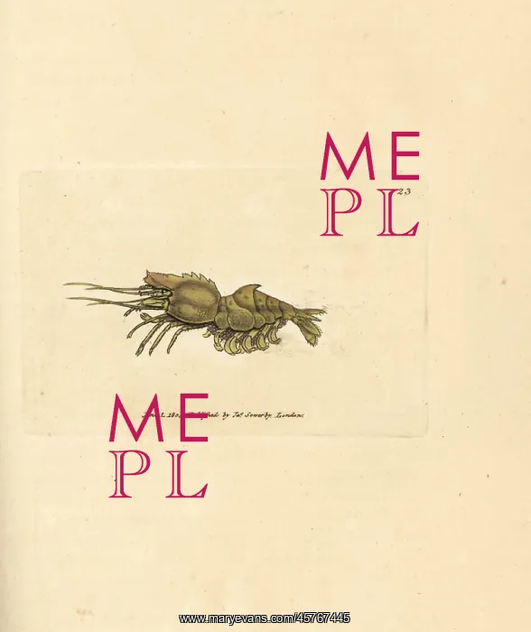 : Parrot shrimp, Spirontocaris spinus : Parrot shrimp, Spirontocaris spinus