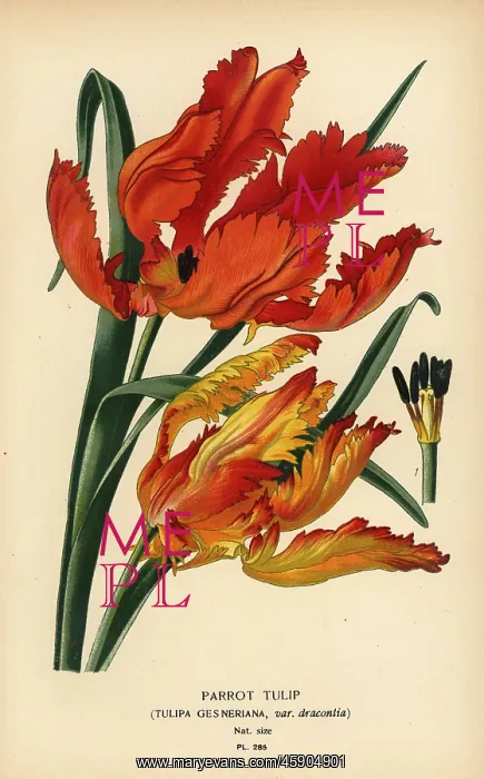 : Parrot tulip, Tulipa gesneriana : Parrot tulip, Tulipa gesneriana