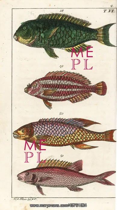 : Parrotfish, striped parrotfish, Spanish hogfish : Parrotfish, striped parrotfish, Spanish hogfish