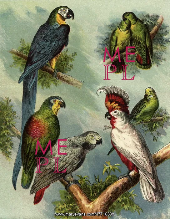  : Parrots