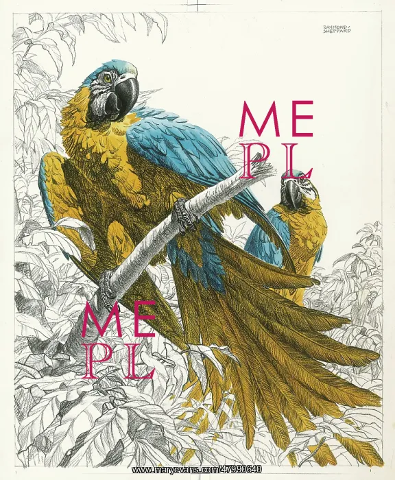  : Parrots. Two colourful parrots