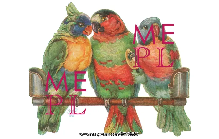 : Three parrots on a perch : Three parrots on a perch