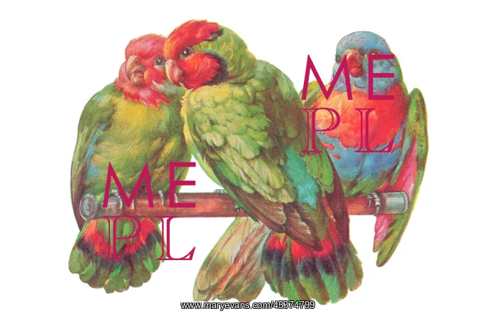 : Three parrots on a perch : Three parrots on a perch