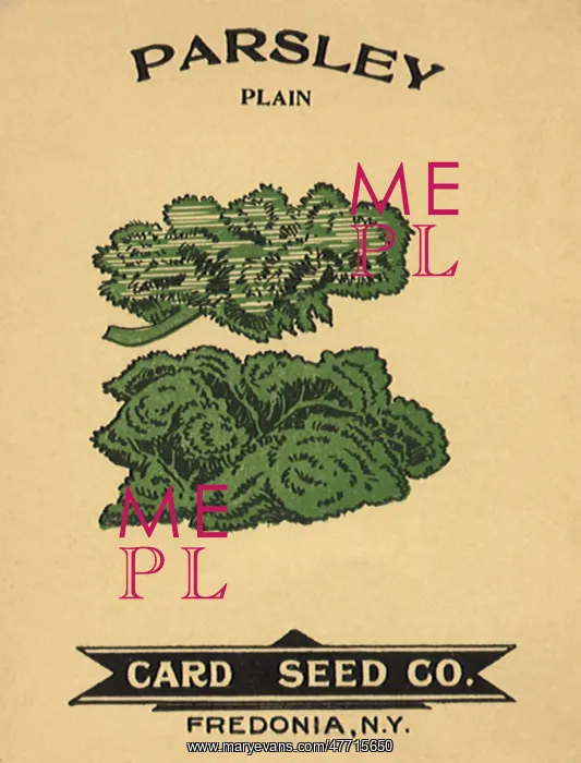  : Parsley Seed Packet