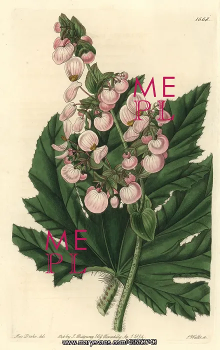 : Parsnip-leaved or starleaf begonia, Begonia heracleifolia : Parsnip-leaved or starleaf begonia, Begonia heracleifolia