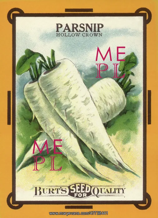  : Parsnip Seed Packet