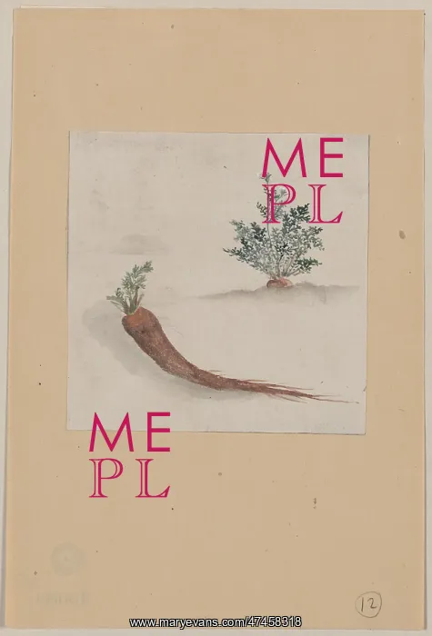 : Parsnips or carrots with plant growing in the background : Parsnips or carrots with plant growing in the background