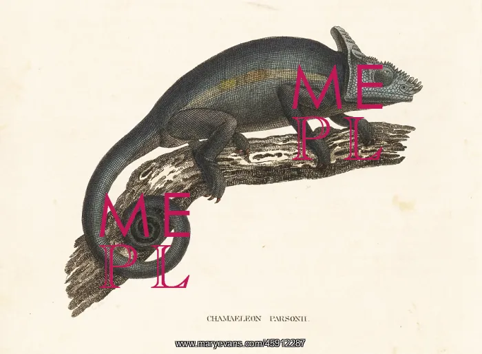 : Parson's chameleon, Calumma parsonii : Parson's chameleon, Calumma parsonii