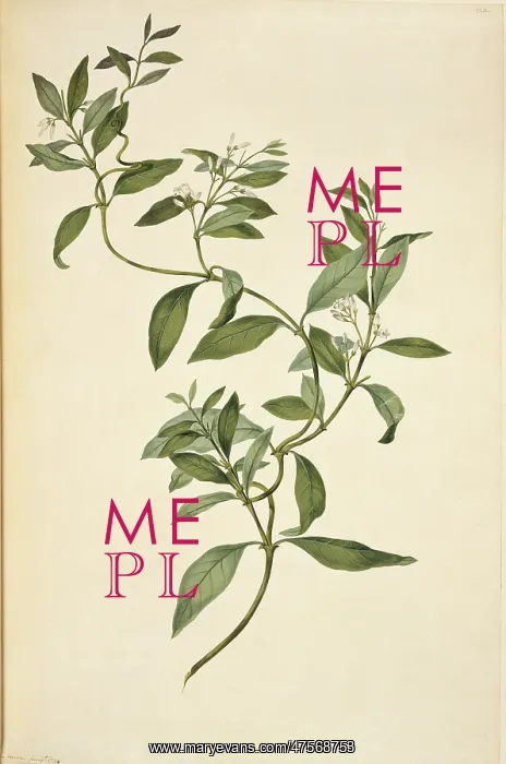 : Parsonsia heterophylla, jasmine : Parsonsia heterophylla, jasmine