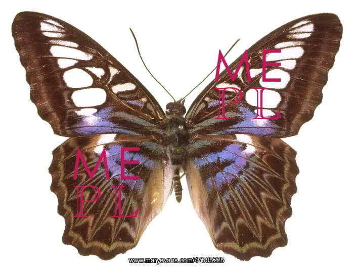 : Parthenos sylvia lilacinus, clipper butterfly : Parthenos sylvia lilacinus, clipper butterfly