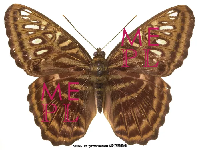 : Parthenos sylvia thesaurus, clipper butterfly : Parthenos sylvia thesaurus, clipper butterfly