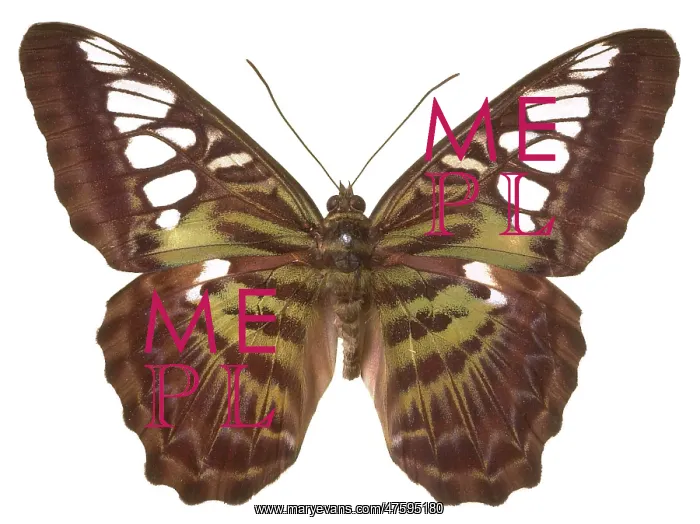 : Parthenos sylvia virens, clipper butterfly : Parthenos sylvia virens, clipper butterfly