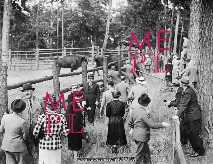 : Participants in a conference visit the bison in Karinhall, 1 : Participants in a conference visit the bison in Karinhall, 1