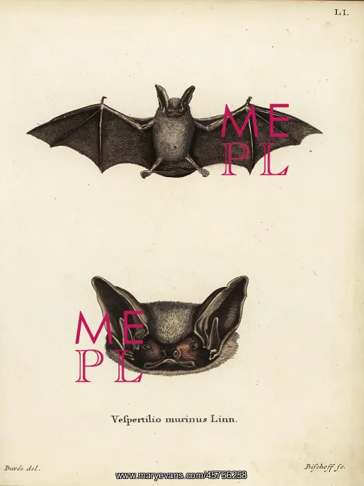 : Particoloured bat, Vespertilio murinus : Particoloured bat, Vespertilio murinus