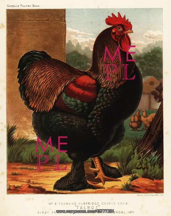 : Partridge cochin cock : Partridge cochin cock