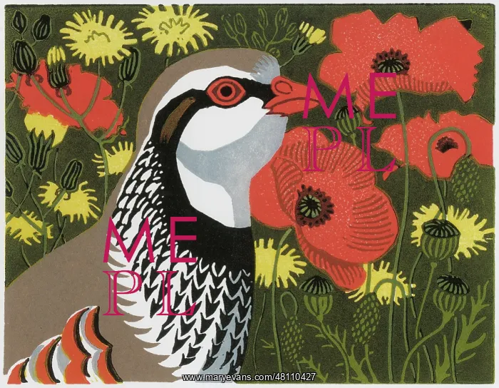 : Partridge Meadow : Partridge Meadow