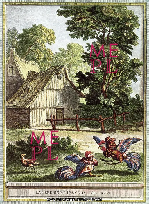  : Partridge and Roosters