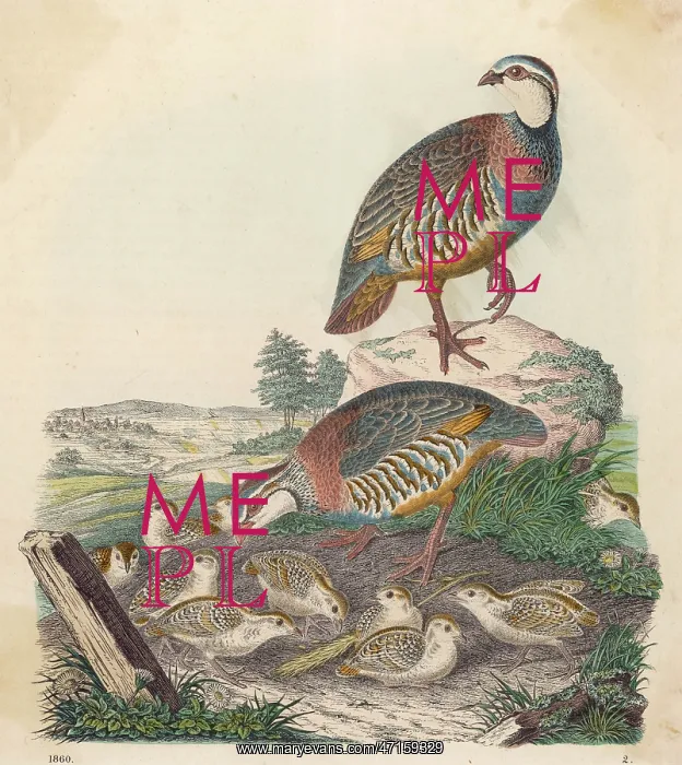  : PARTRIDGES 1860