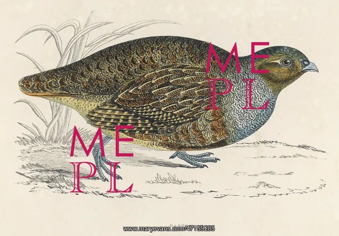  : PARTRIDGES