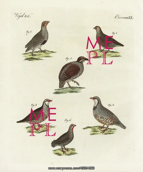 : Partridges, francolin and red-necked spurfowl : Partridges, francolin and red-necked spurfowl