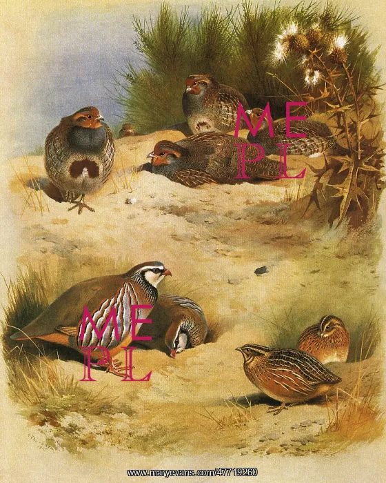 : Partridges and Quail : Partridges and Quail