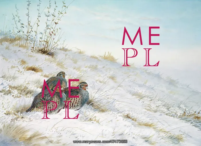 : Three Partridges in Snow : Three Partridges in Snow