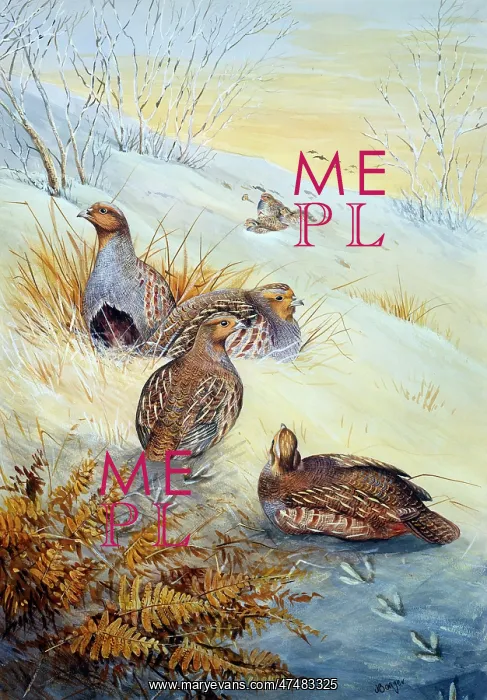  : Partridges in the Snow