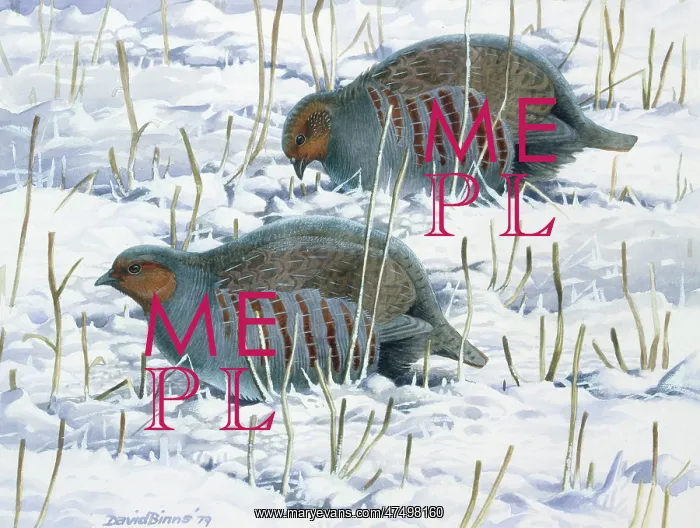 : Partridges in the Snow : Partridges in the Snow