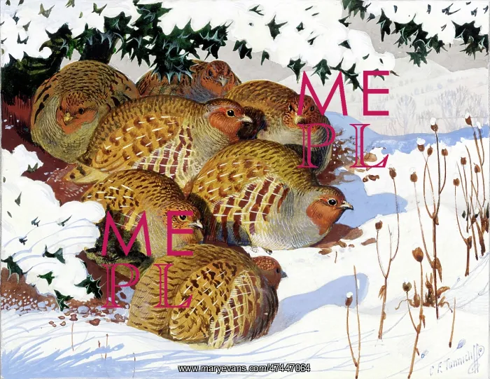 : Partridges in the Snow under a holly bush