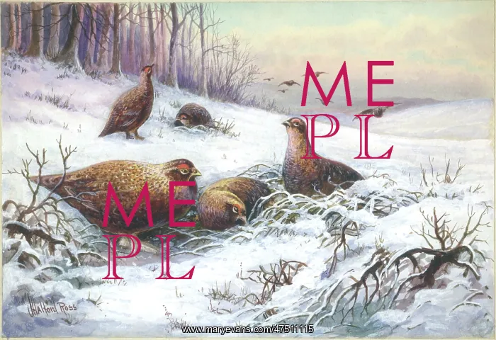  : Partridges in a snowy landscape