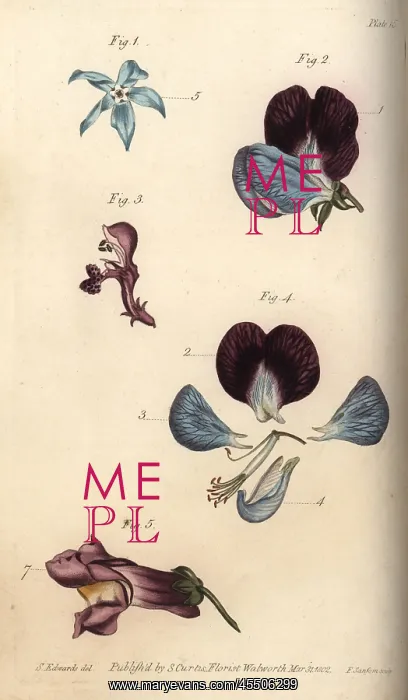 : Parts of fructification in borage 1, pea 2 : Parts of fructification in borage 1, pea 2
