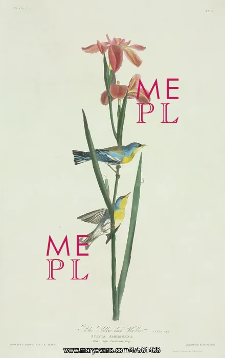 : Parula americana, northern parula : Parula americana, northern parula