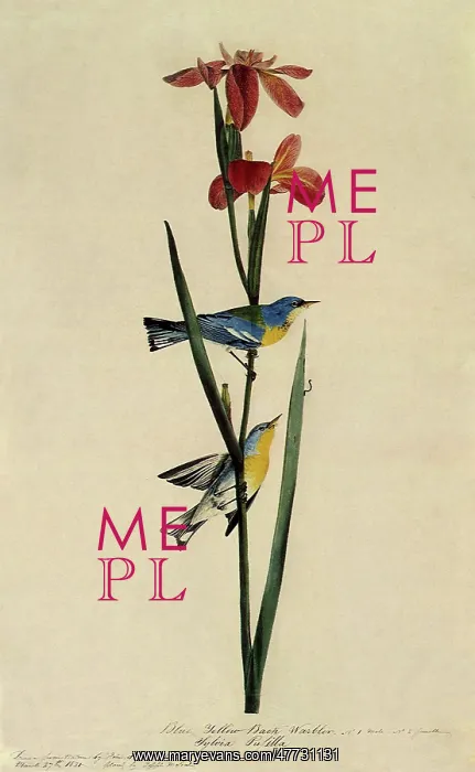  : Parula Warblers