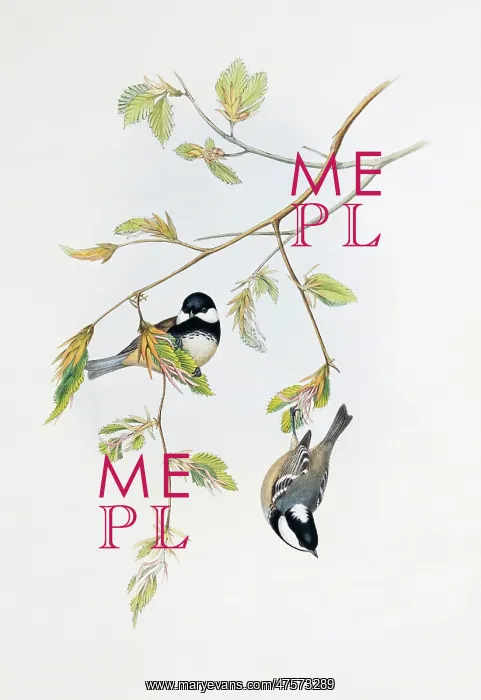 : Parus ater, coal tit : Parus ater, coal tit