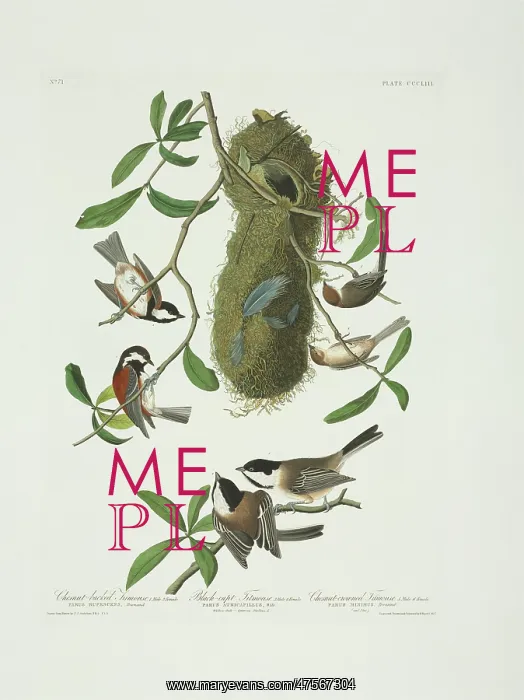 : Parus atricapillus, Parus rufescens, Psaltriparus minimus : Parus atricapillus, Parus rufescens, Psaltriparus minimus