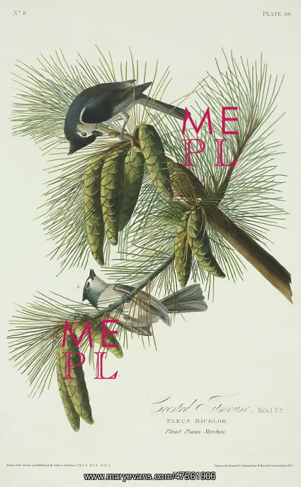 : Parus bicolor, tufted titmouse : Parus bicolor, tufted titmouse