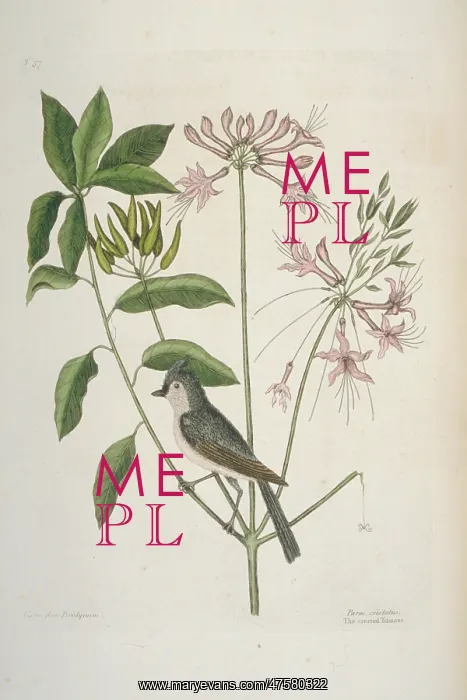 : Parus bicolor, tufted titmouse : Parus bicolor, tufted titmouse