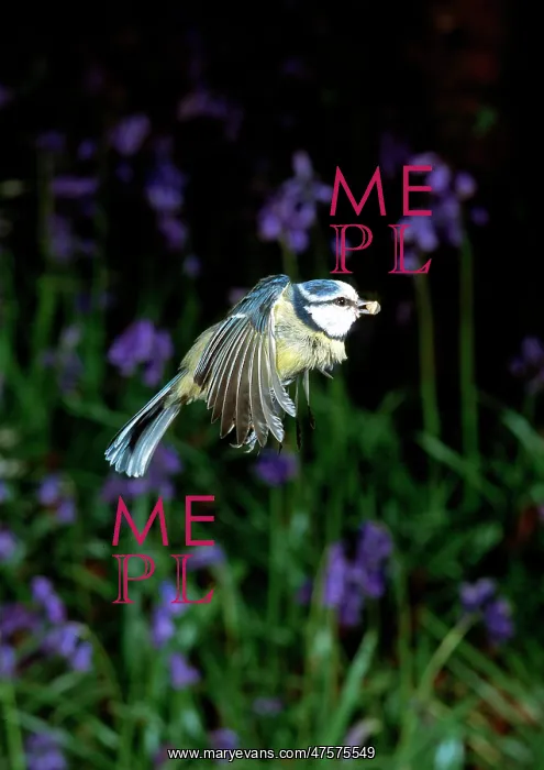 : Parus caeruleus, blue tit : Parus caeruleus, blue tit