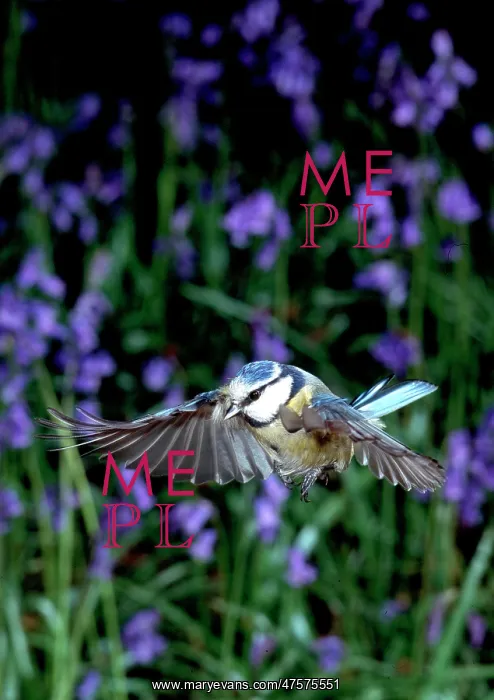 : Parus caeruleus, blue tit : Parus caeruleus, blue tit