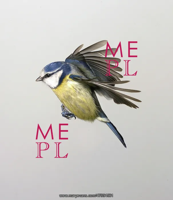 : Parus caeruleus, blue tit : Parus caeruleus, blue tit