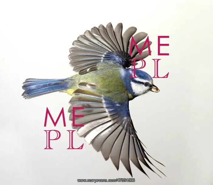 : Parus caeruleus, blue tit : Parus caeruleus, blue tit