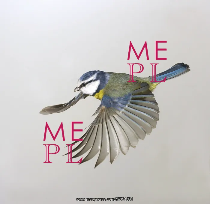 : Parus caeruleus, blue tit : Parus caeruleus, blue tit