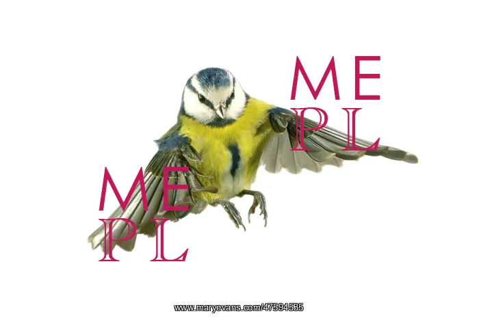 : Parus caeruleus, blue tit : Parus caeruleus, blue tit
