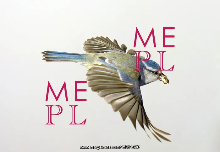 : Parus caeruleus, blue tit : Parus caeruleus, blue tit
