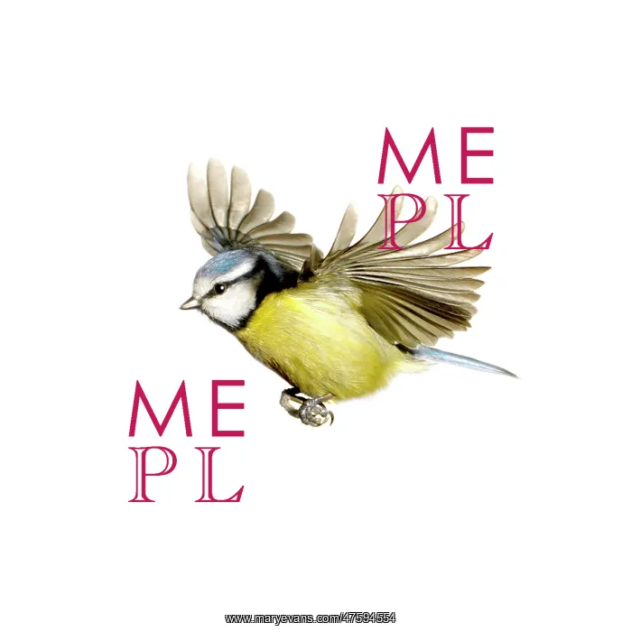 : Parus caeruleus, blue tit : Parus caeruleus, blue tit