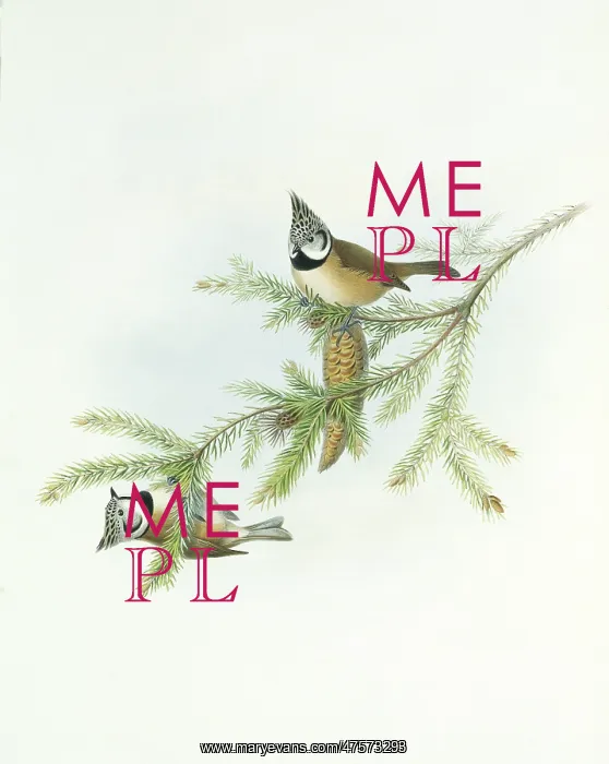 : Parus cristatus, crested tit : Parus cristatus, crested tit